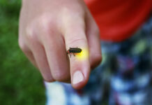 What Do Fireflies Eat? eating of fireflies